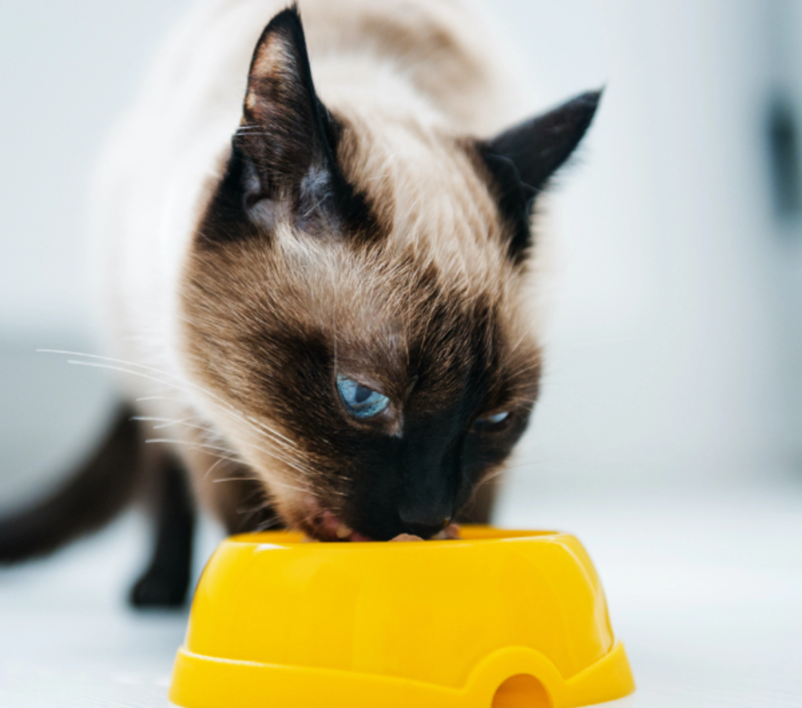 A cat eating out of a yellow bowl.
