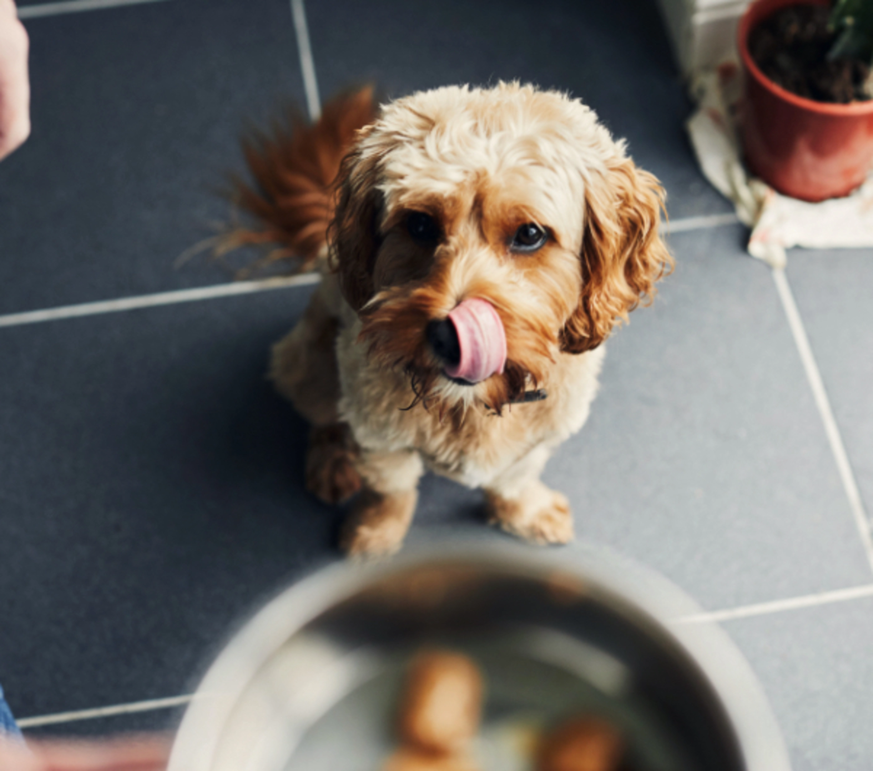 A dog licking his lips as he looks up at a food bowl.
