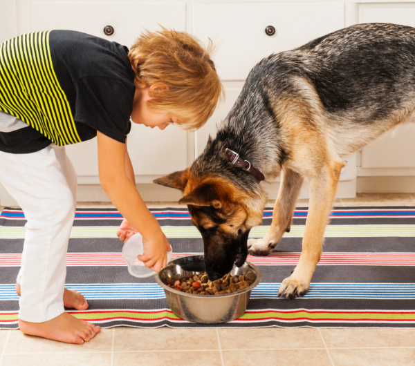 boy feeding german shepherd from silver bowl
