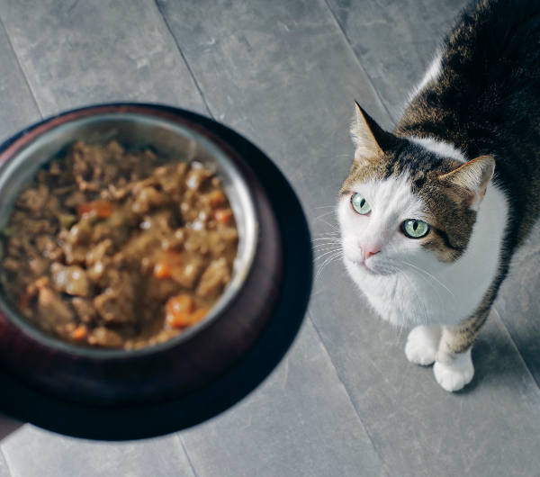 brown and white cat staring up at bowl of food